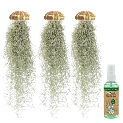 Set Jellyfish De 3 - Tillandsia Usneoides Plantas De Aire En Erizos_0
