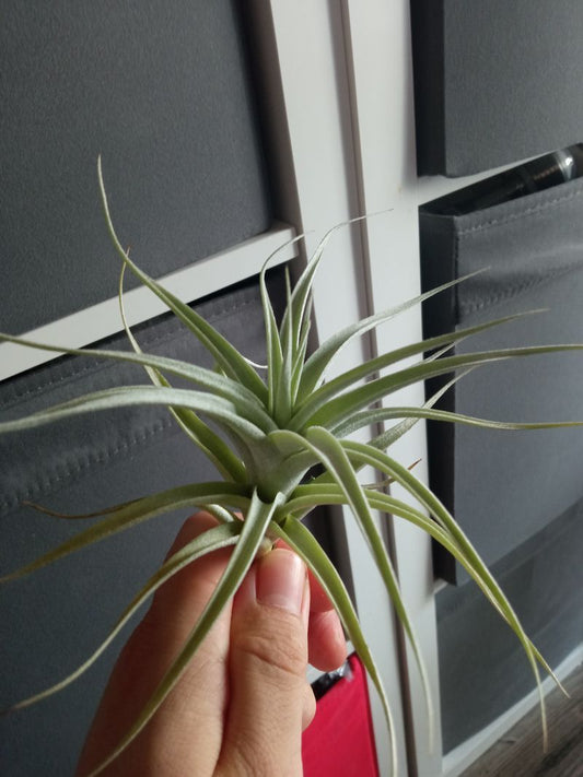 Tillandsia Albida Minor Planta Clavel Del Aire_0