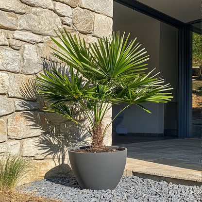 Palmito - 2 Pzs - Chamaerops Humilis - Altura 70-80cm - ⌀21cm