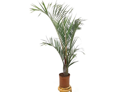 Neodypsis Decarii M21 100cm_0