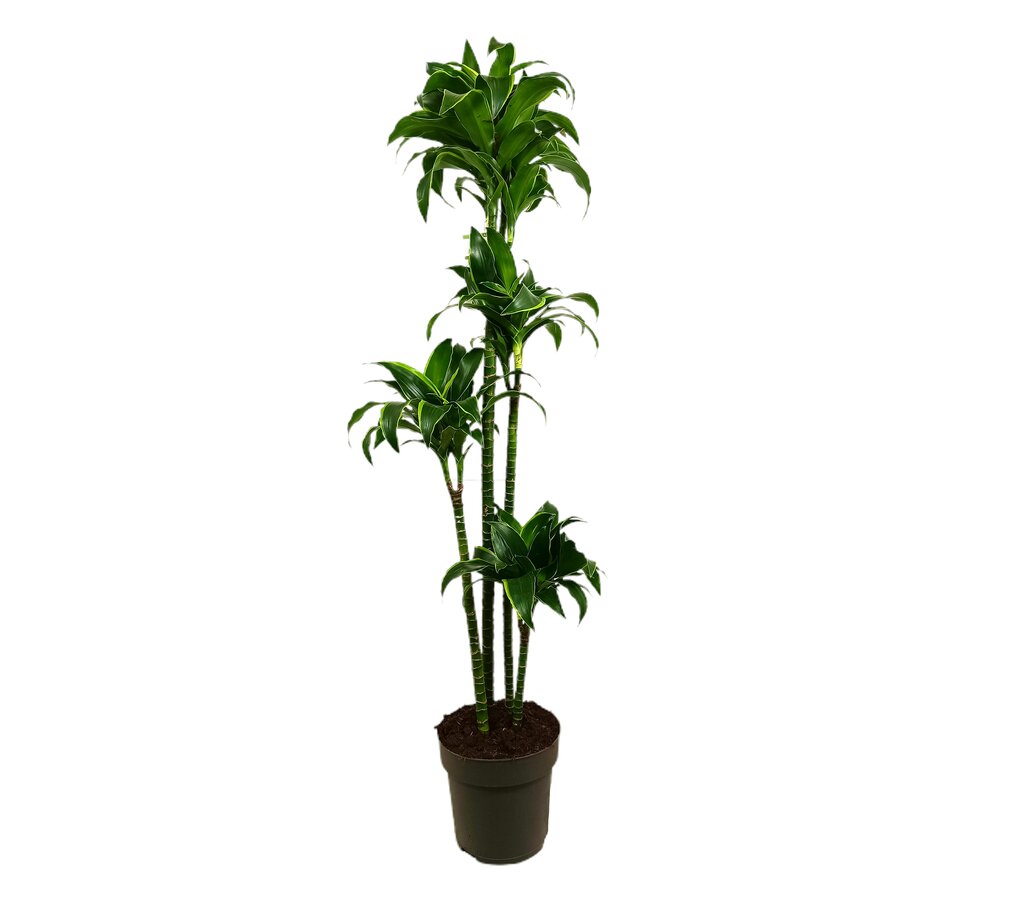 Dracena Dorado 4 Troncos 120-90-60-30 M27 160-180cm