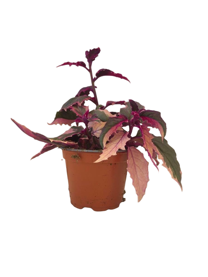 Planta Natural Gynura 'variegata' 1 Ud Ø 7 Alt. 5_0