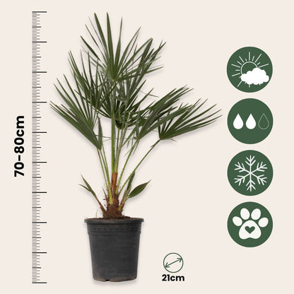 Palmito - 2 Pzs - Chamaerops Humilis - Altura 70-80cm - ⌀21cm_2