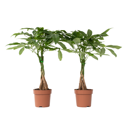Árbol Del Dinero - 2 Pzs - Pachira Aquatica - Altura 60-70cm - ⌀17cm_0