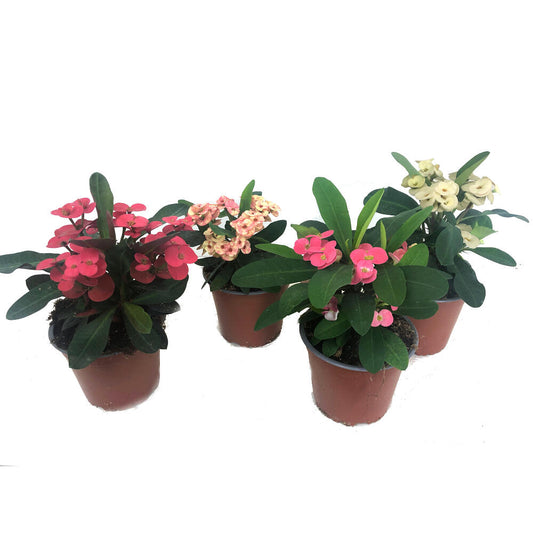 Euphorbia Millii M13 (corona De Cristo)_0