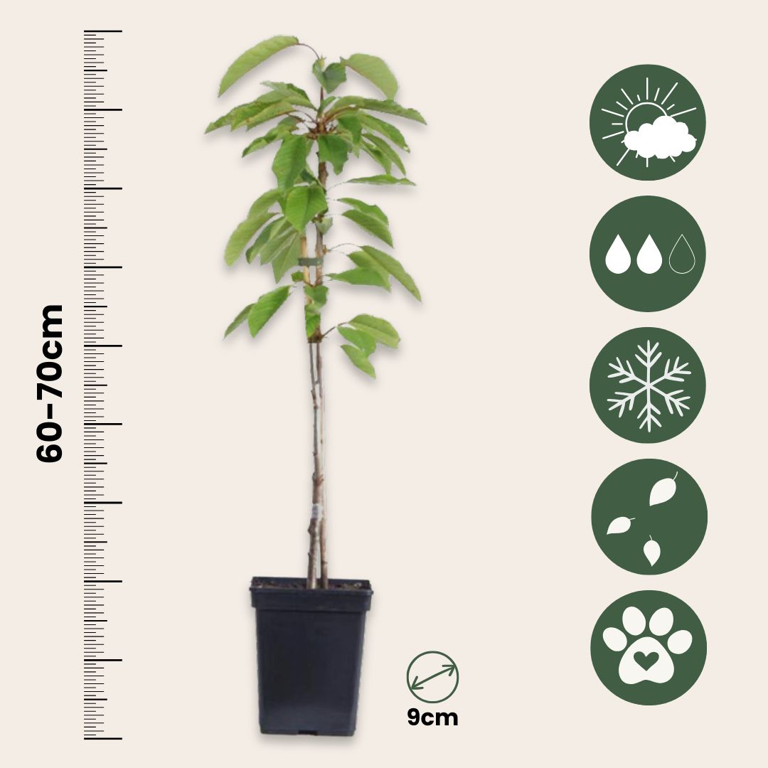 Mezcla De Árboles Frutales - 4 Pzs - Malus Pryus Prunus - A60-70cm - ⌀9cm_2
