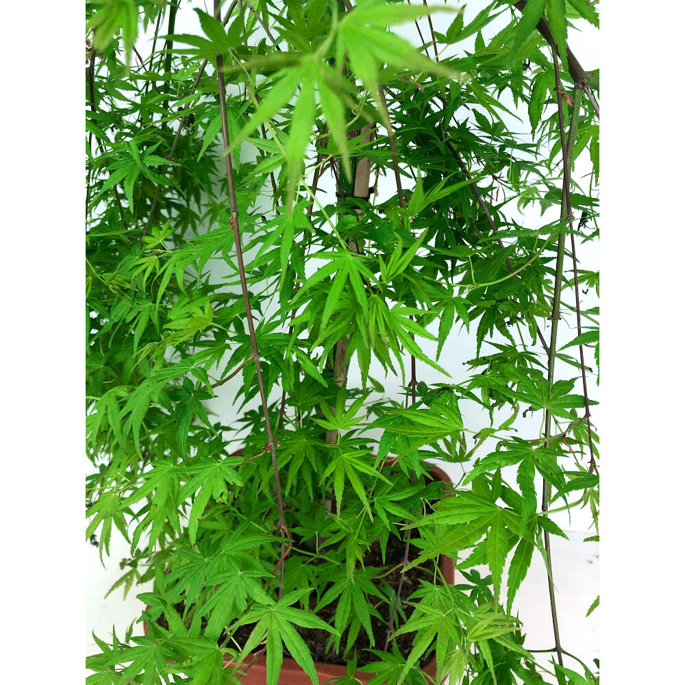 Acer Palmatum M27 130cm_4
