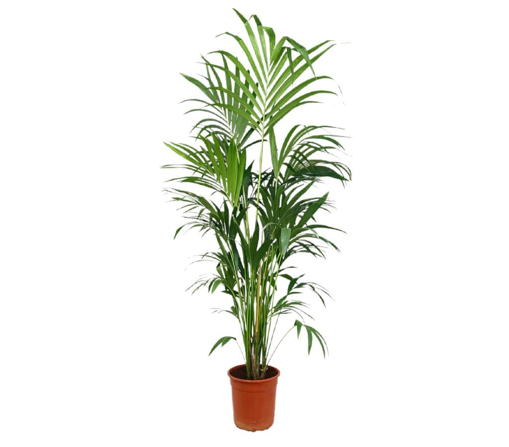 Kentia Forsteriana M27 165-185cm_0