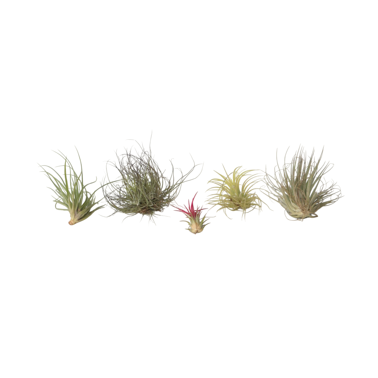 Claveles De Aire - 5 Pzs - Tillandsia - Altura 5-15cm - ⌀5cm_0