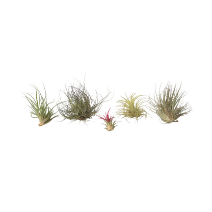 Claveles De Aire - 5 Pzs - Tillandsia - Altura 5-15cm - ⌀5cm_0