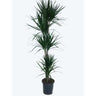 Dracena Marginata 5 Troncos 120-90-60-30-15 M25 170cm