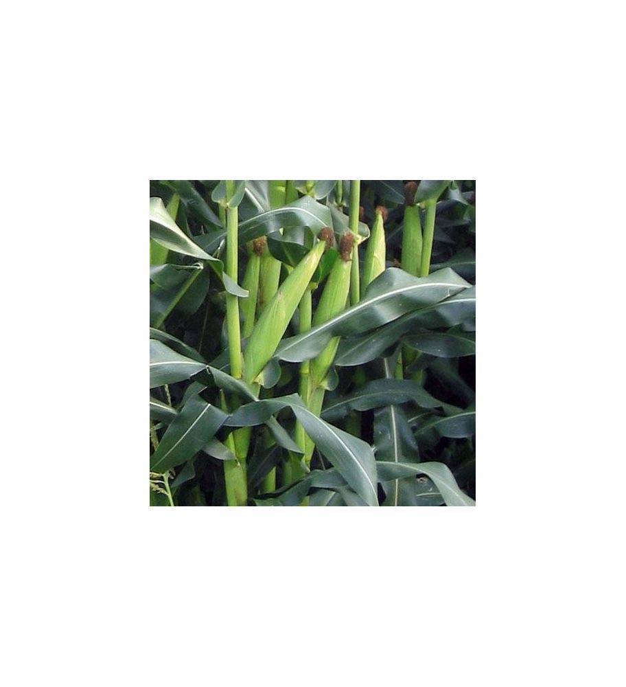 Plantón Maíz Superdulce (10 Unidades)_0