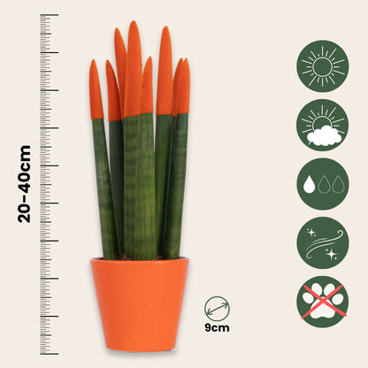 Dracaena Cylindrica - 2 Pzs - Sansevieria Cylindrica - Altura 20-40cm - ⌀9cm_2