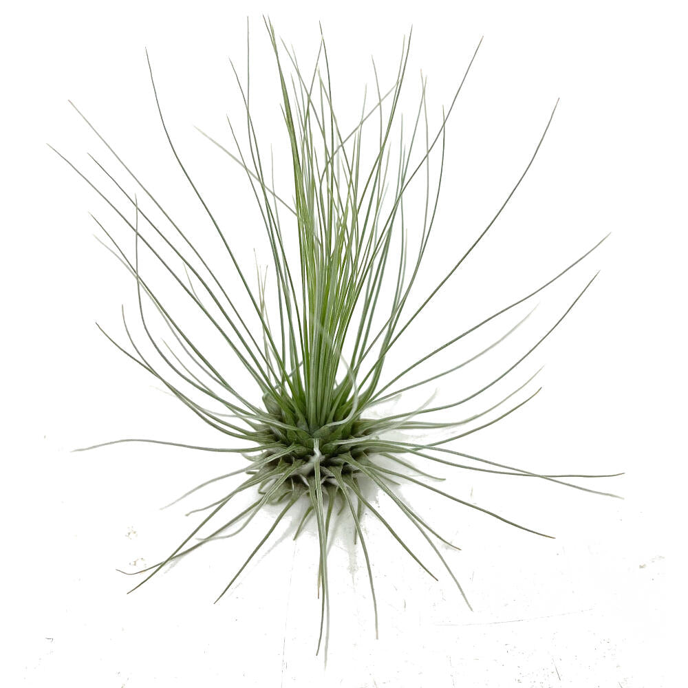 Tillandsia Guchsii F.gracilis 10cm Alto X 8cm Ancho_0