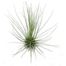 Tillandsia Guchsii F.gracilis 10cm Alto X 8cm Ancho