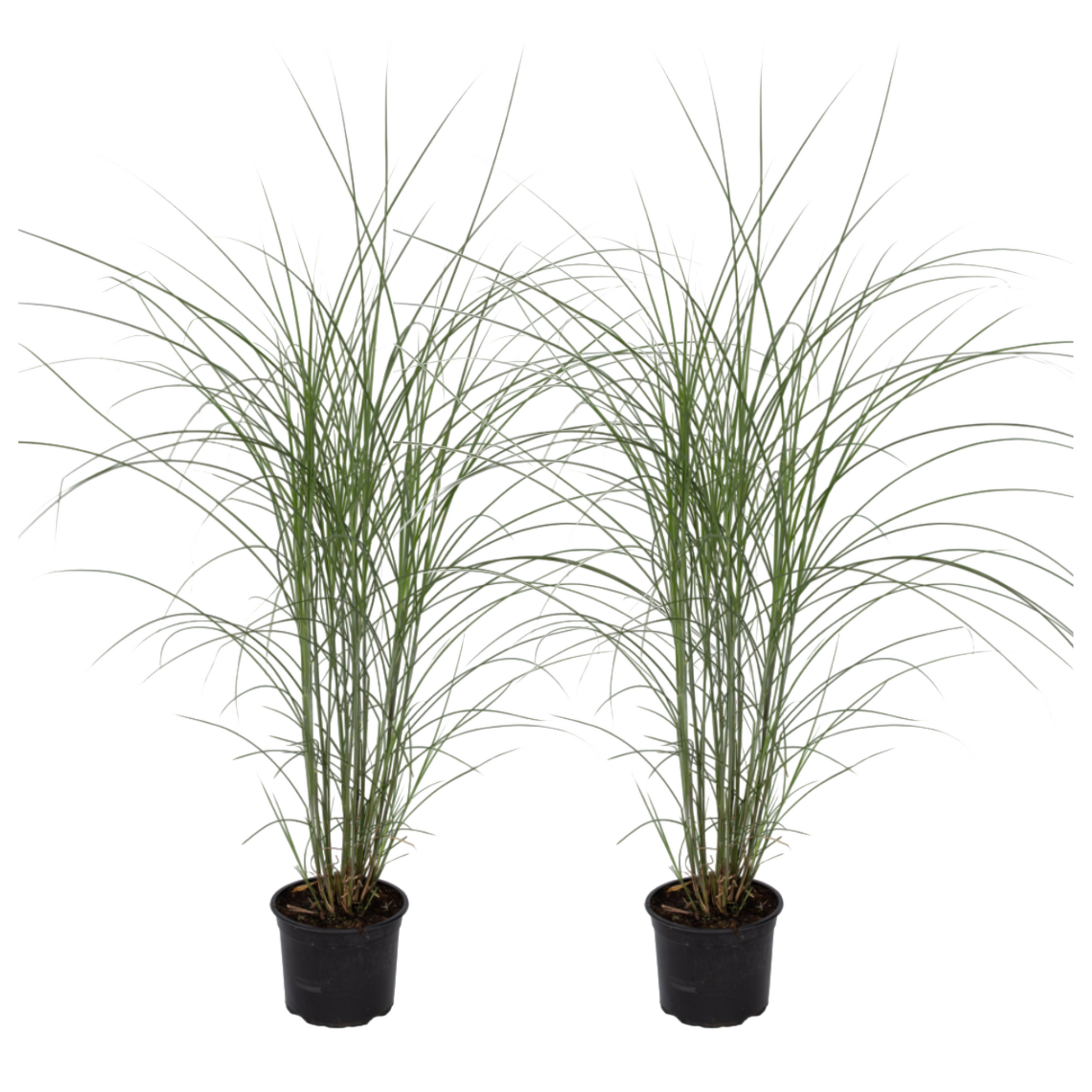 Eulalia - 2 Pzs - Miscanthus 'kleine Silberspinne' - Altura 20-30cm - ⌀23cm