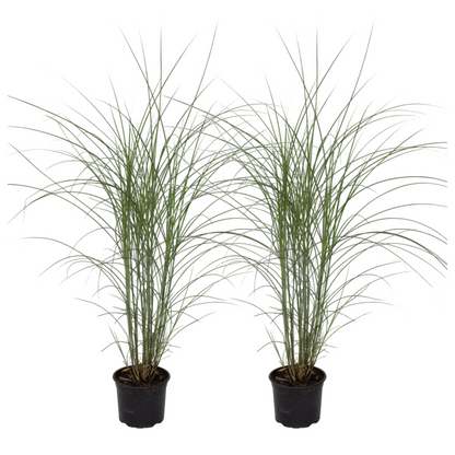 Eulalia - 2 Pzs - Miscanthus 'kleine Silberspinne' - Altura 20-30cm - ⌀23cm