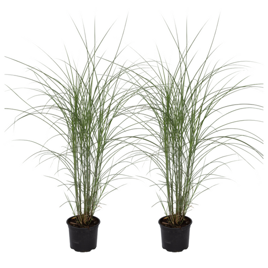 Eulalia - 2 Pzs - Miscanthus 'kleine Silberspinne' - Altura 20-30cm - ⌀23cm