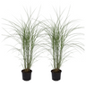 Eulalia - 2 Pzs - Miscanthus 'kleine Silberspinne' - Altura 20-30cm - ⌀23cm