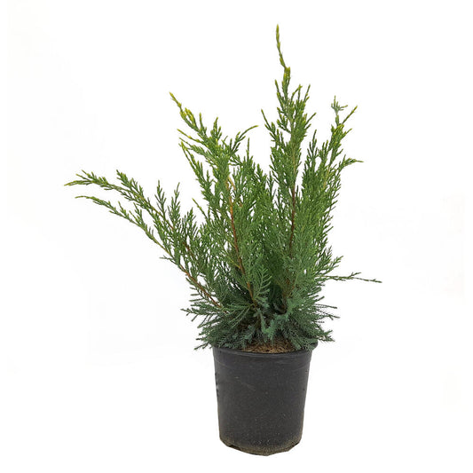 Junipero Mint Julep M18 40cm_0