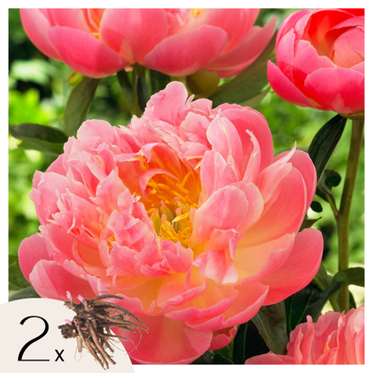 Paeoniaceae - 2 Pzs - Paeonia 'pink Hawaiian Coral' - Cepellones - Rosa_0