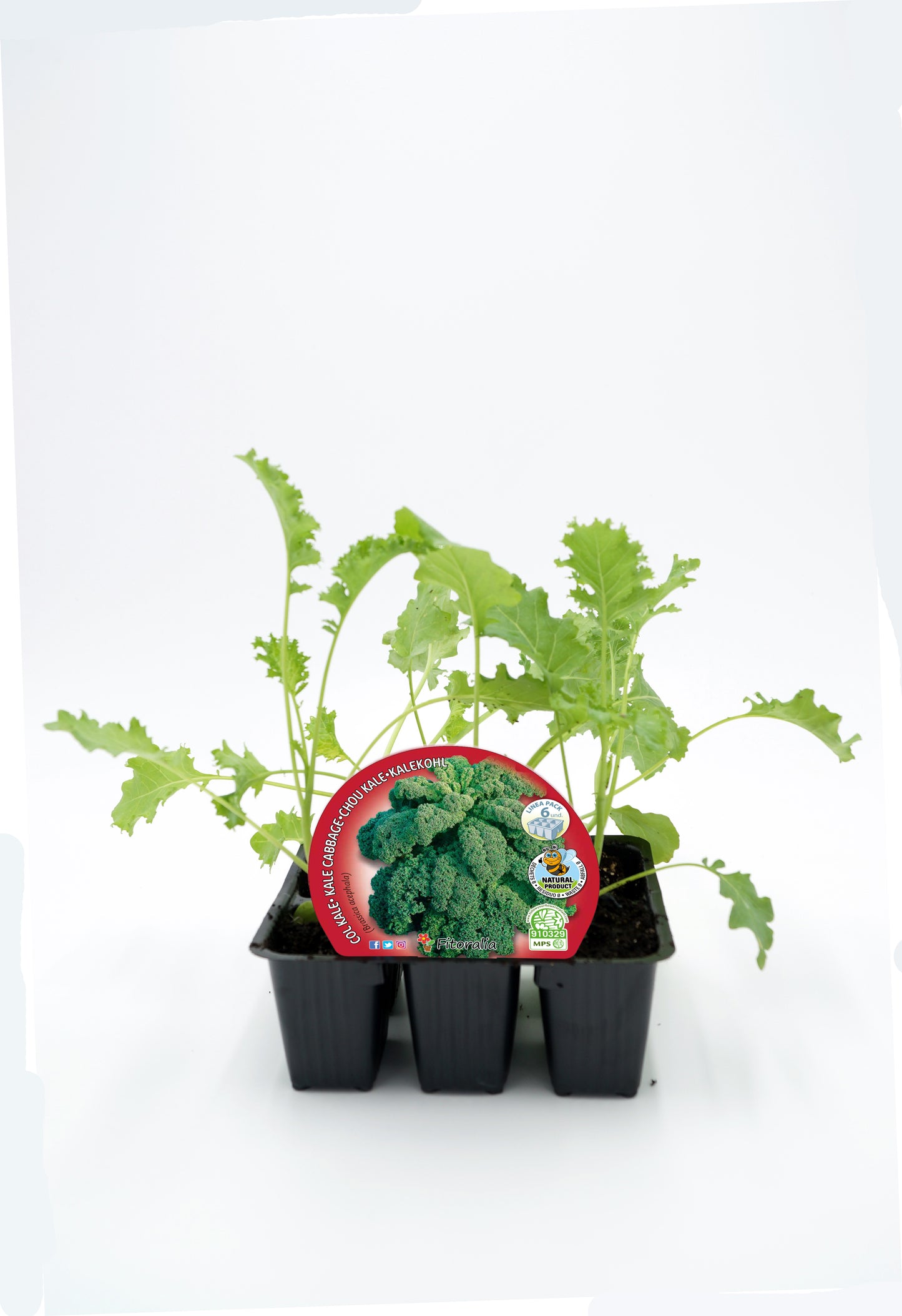 Pack Plantones Col Kale 6 Ud. Natural - Fitoralia