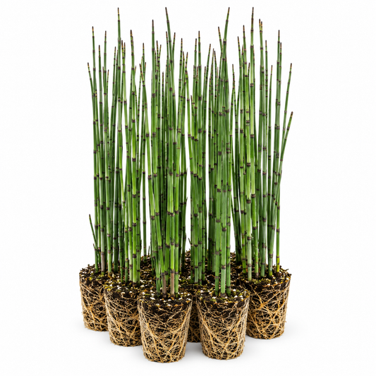Cola De Caballo Acuática - Equisetum Fluviatile - 12 Plantas_0