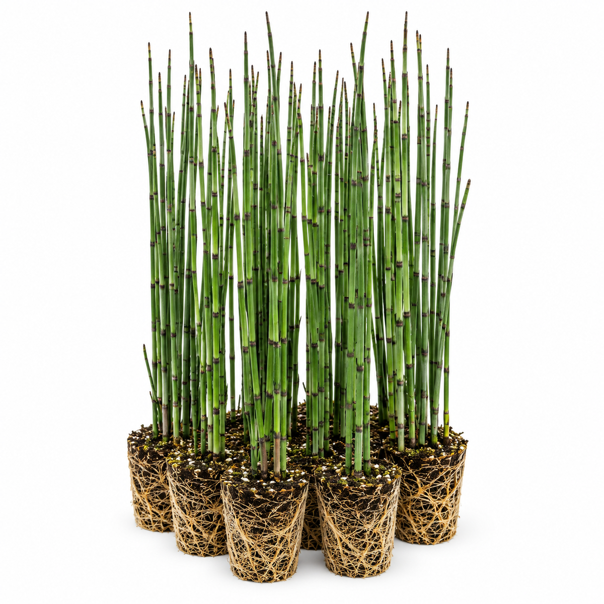 Cola De Caballo Acuática - Equisetum Fluviatile - 12 Plantas_0