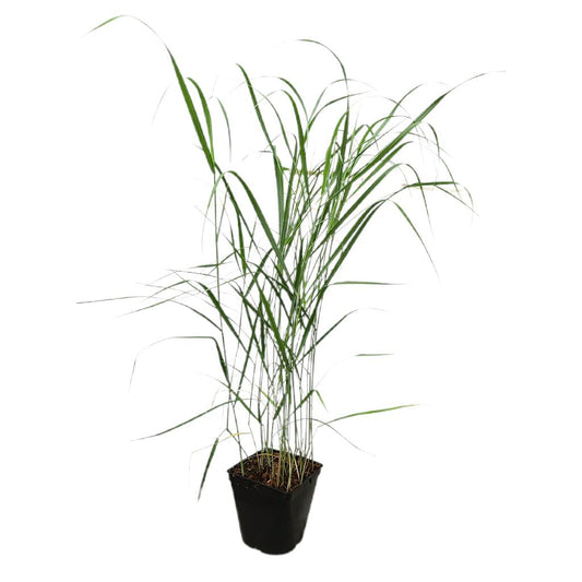 Panicum Virgatum M17 60cm_0