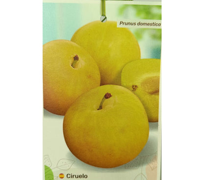 Ciruelo Golden Japan M25 120-150cm
