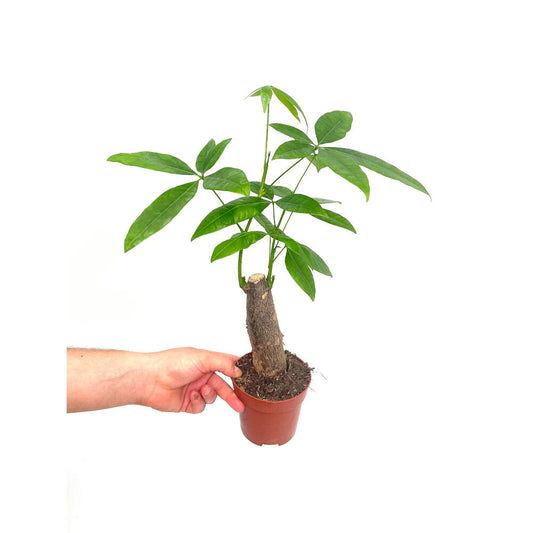 Pachira Acuática Tronco M9_0