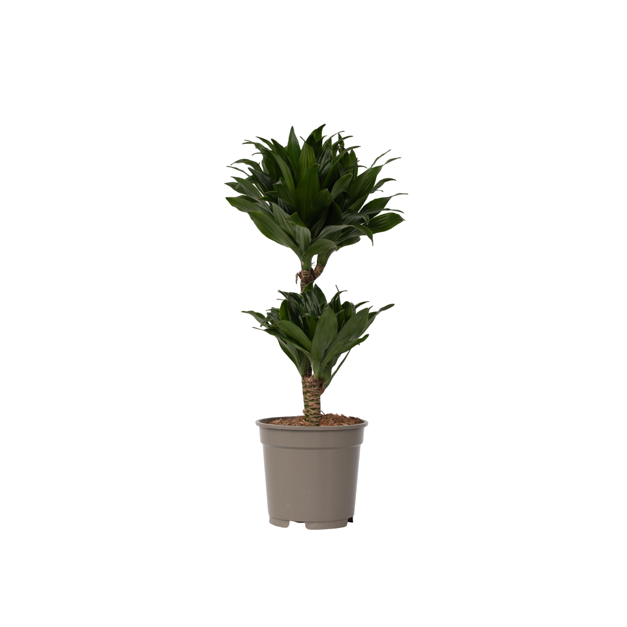 Drácena - Dracaena Surculosa - Altura 50-65cm - ⌀17cm_0