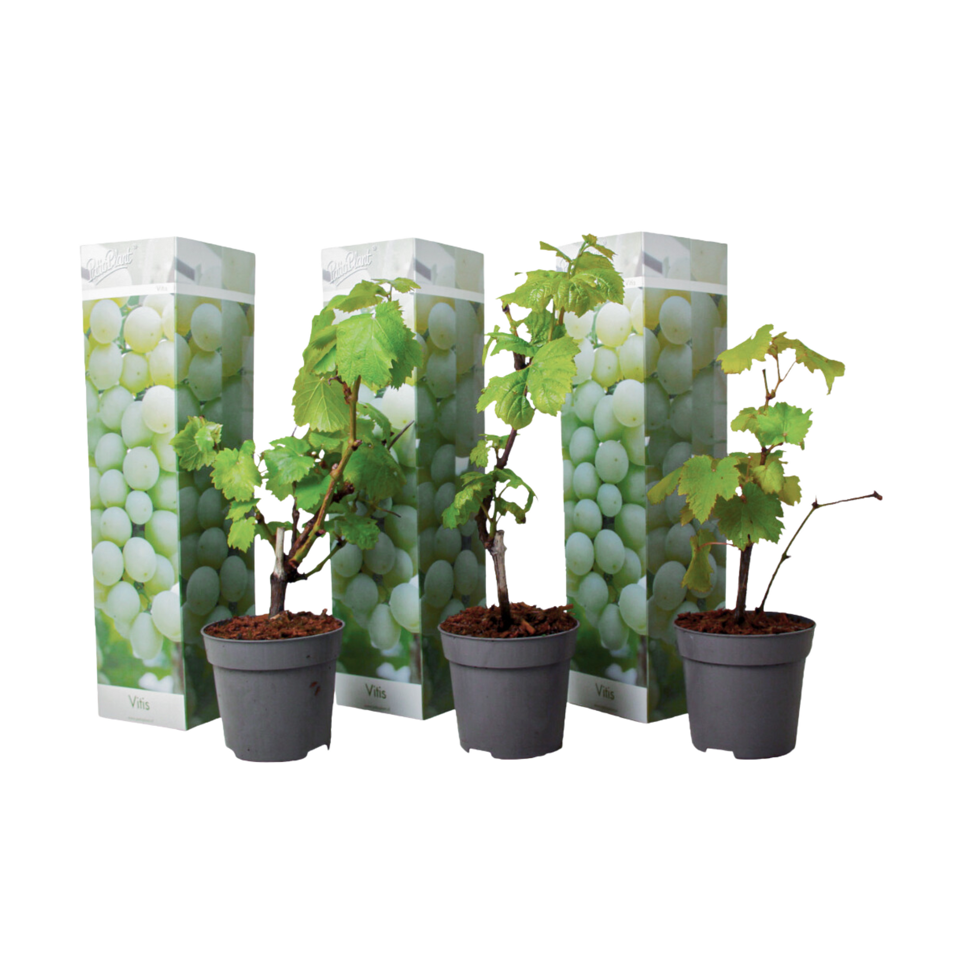 La Vid - 3 Pzs - Vitis Vinifera 'chardonnay' - Altura 25-40cm - ⌀9cm
