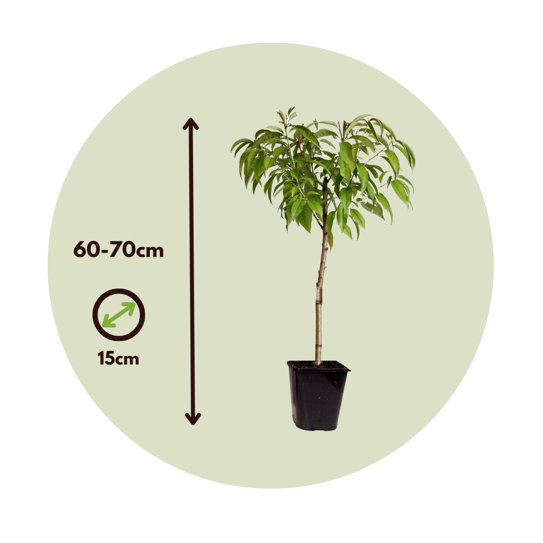 Melocotonero - Prunus 'bonanza' - Altura 60-70cm - ⌀15cm_2