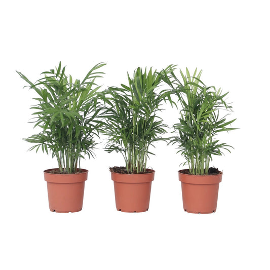 Pacaya - Palmera De Salón - 3 Pzs - Chamaedorea Elegans - Altura 30-40cm - ⌀12cm