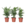 Pacaya - Palmera De Salón - 3 Pzs - Chamaedorea Elegans - Altura 30-40cm - ⌀12cm