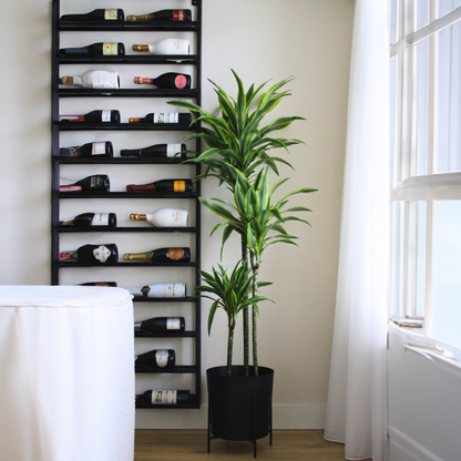 Drácena - Dracaena 'lemon Lime' - Altura 130-140cm - ⌀24cm