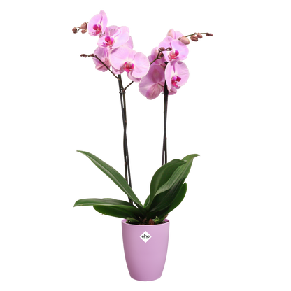 Macetero orquídeas Brussels High Elho vivid violet