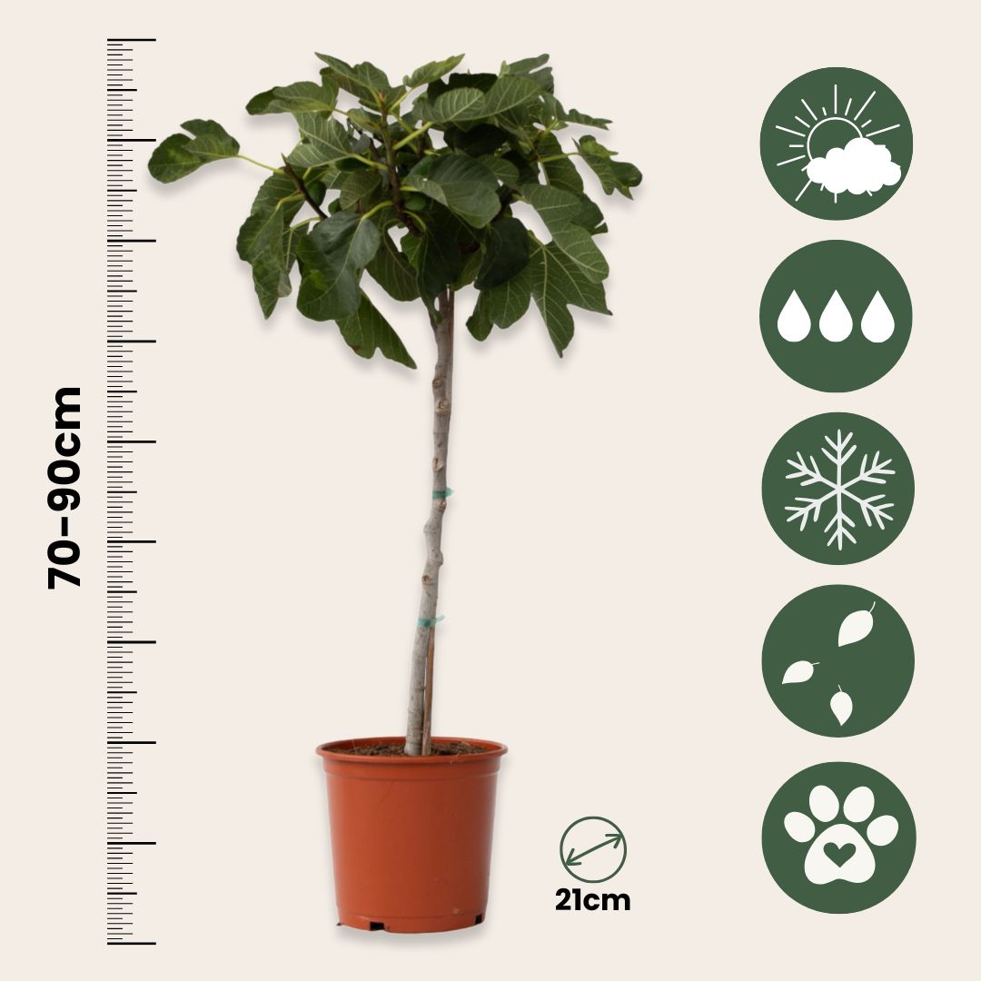 Higuera - 2 Pzs - Ficus Carica - Altura 70-90cm - ⌀21cm_2