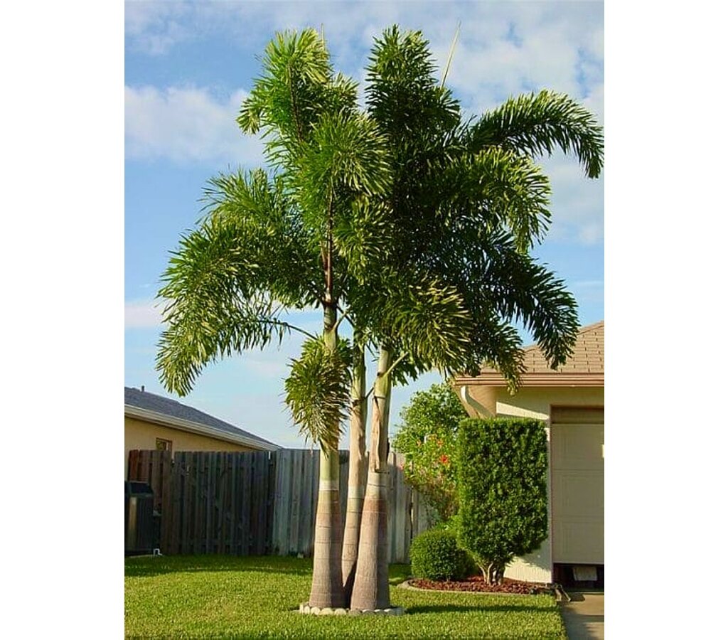 Pack De 2 Unidades De Neodypsis Decaryi Y Wodyetia Bifurcata M11_3