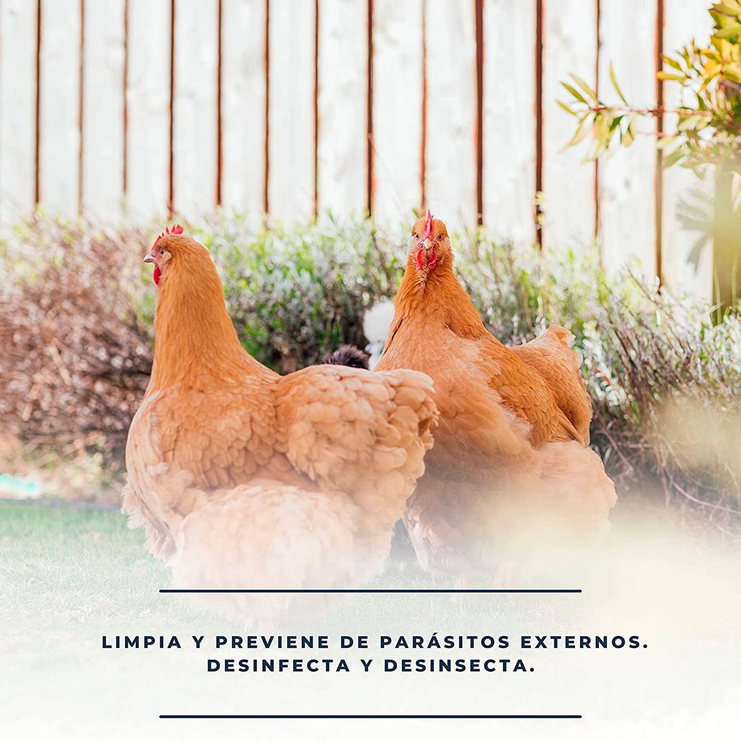 Pack De Productos Limpieza Y Desinfección Del Gallinero - Previene Piojos Y Ácaros - Productos Naturales - 500 Ml_3