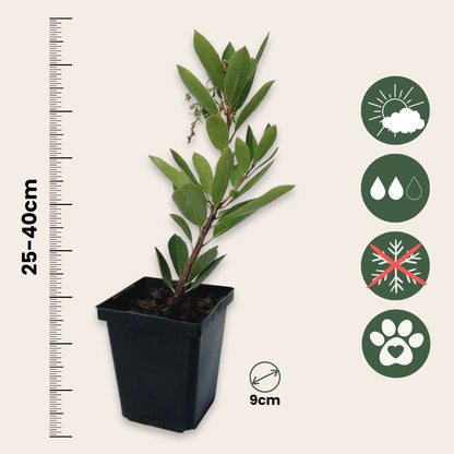 Madroño - 6 Pzs - Arbutus 'unedo' - Altura 25-40cm - ⌀9cm