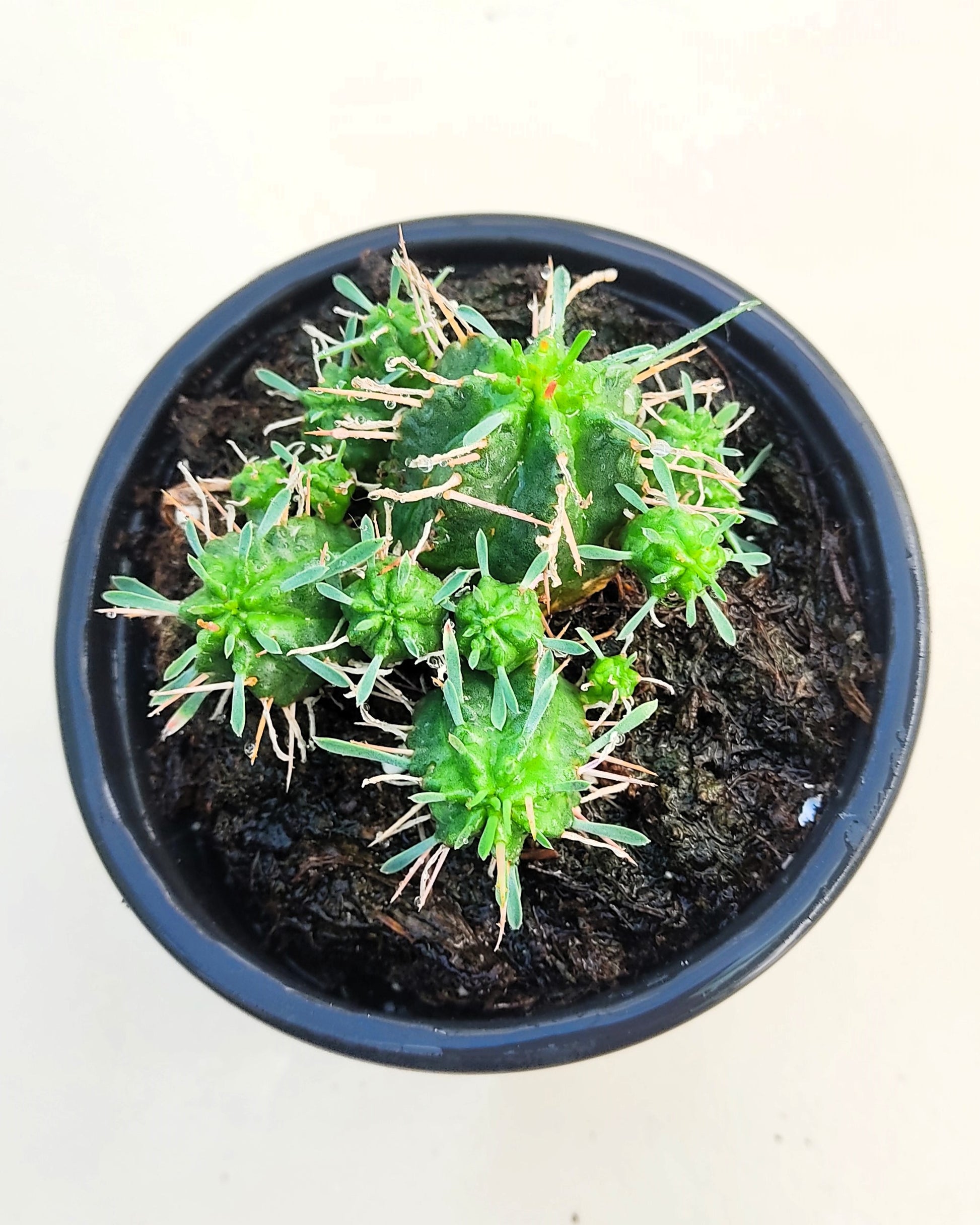 Euphorbia Meloformis; Euforbia Melón, Euforbia Suculenta; Curiosarium; Diámetro Maceta 10,5 Cm_1