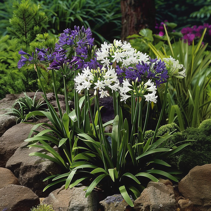 Agapanto - 6 Pzs - Agapanthus 'africanus' 'orientalis' - Cepellones_1