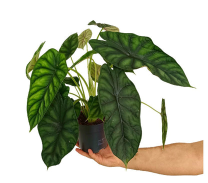 Alocasia Dragon Scale M14 30cm Planta Natural Perfecta Para Interior_0