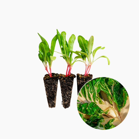 Plantón Acelga Verde 10 Unidades - PlantaBo_0