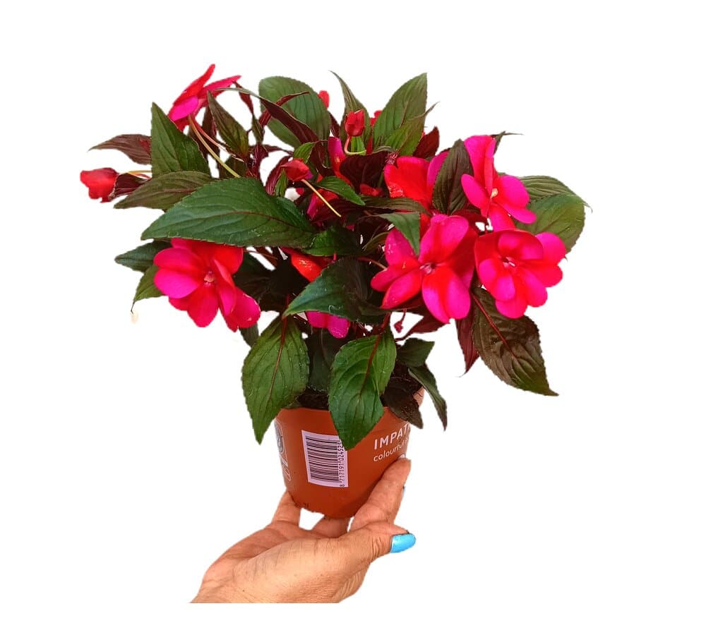 Impatiens Nueva Guinea M13 25cm_1