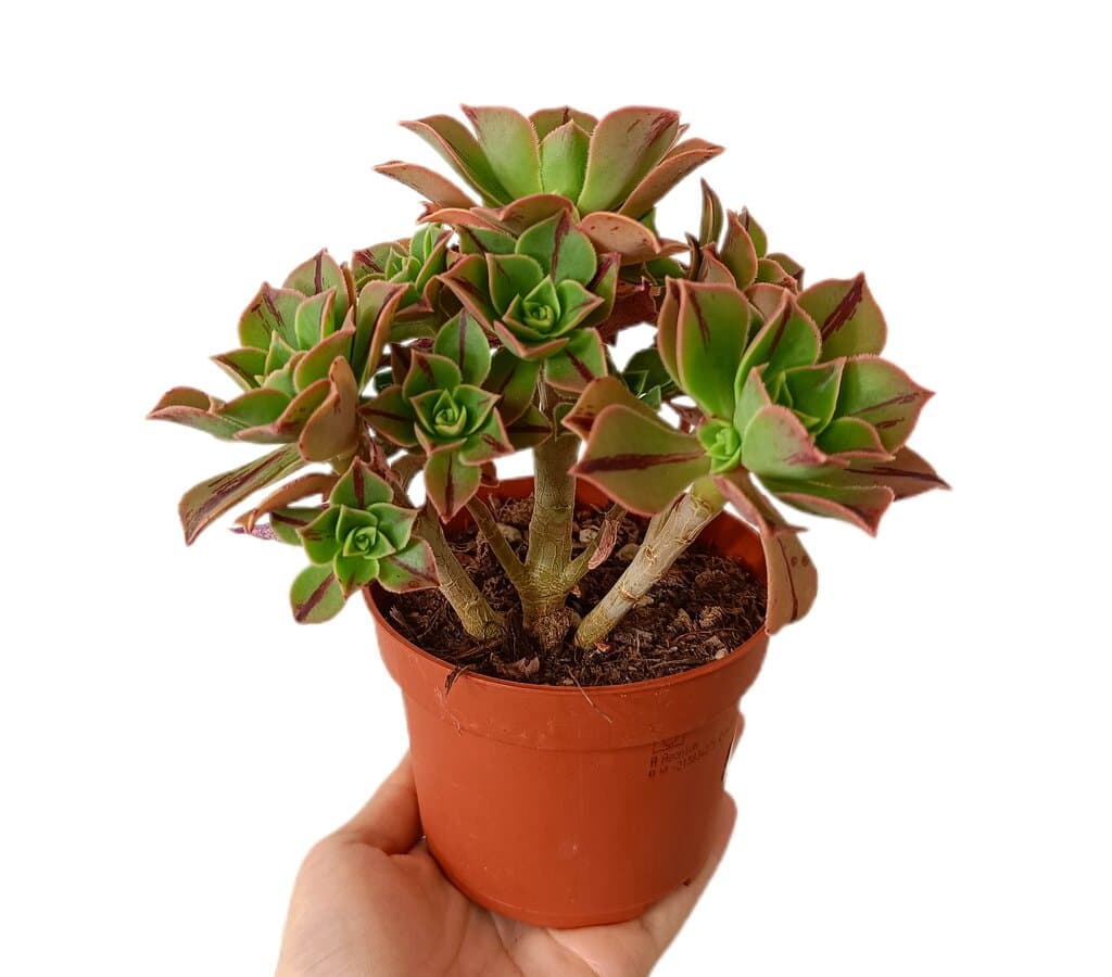 Aeonium Leucoblepharum M11