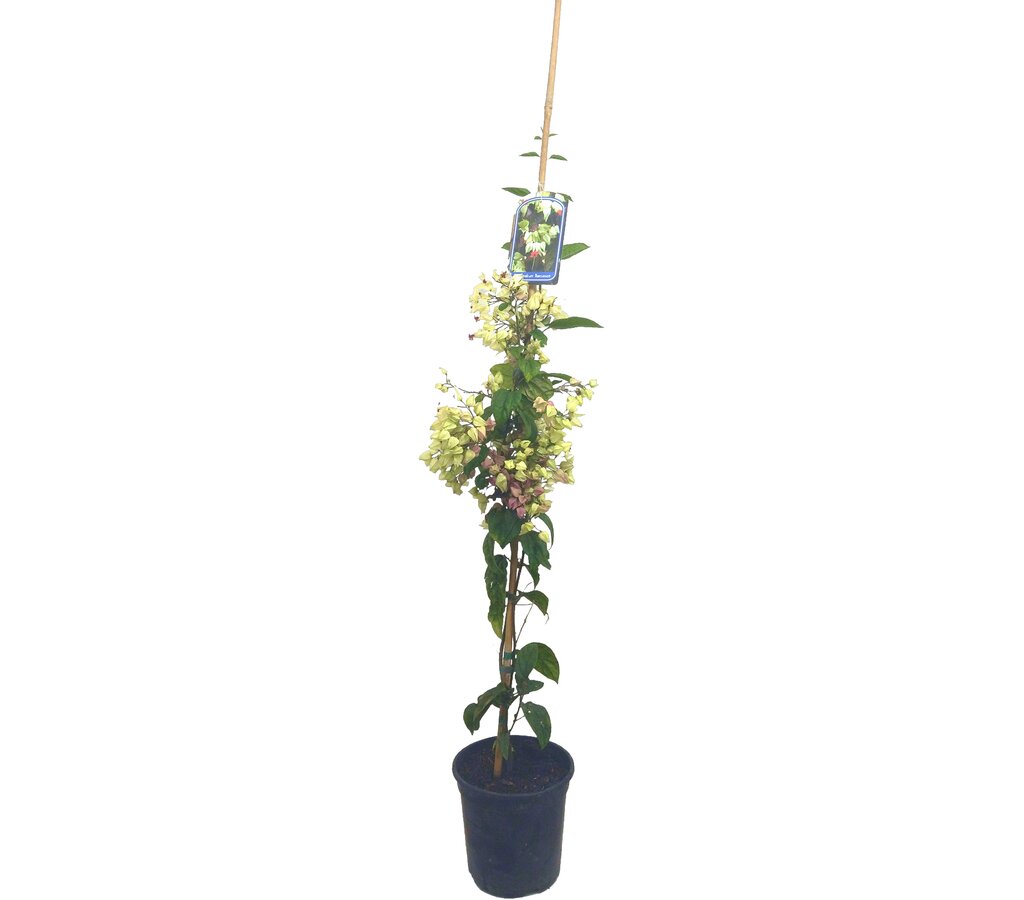 Clerodendrum Thomsionae M20 180-200cm (lágrimas De Cristo)_0