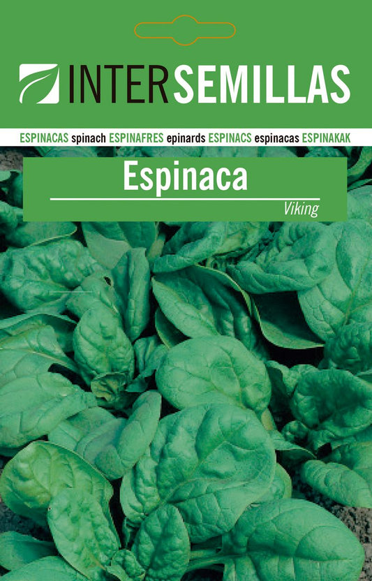 Sobre De Semillas Espinaca Viking_0